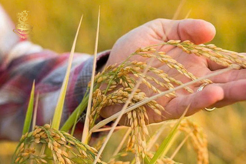 Gói trọn tinh hoa gạo Việt trong từng sợi phở Gói trọn tinh hoa gạo Việt trong từng sợi phở